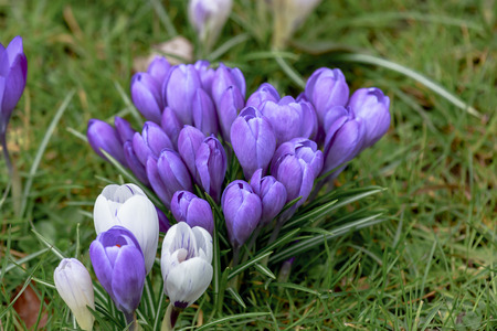 White Violet striped crocus flowers in a spring meadow
