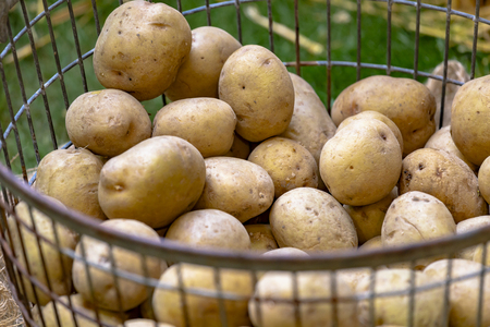Market stall with unpeeled potatoes in metal basketの写真素材