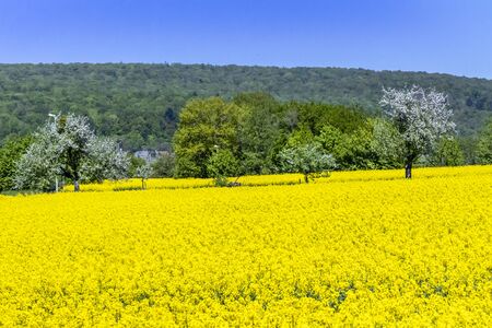 Flowering rape field with blossoming apple trees in Wiesbaden Naurod