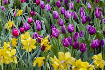 Violet tulips with yellow daffodilsの写真素材
