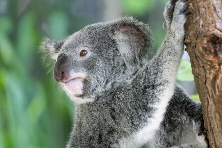 Australian koala bear in an eucalyptus tree in Queenslandの写真素材