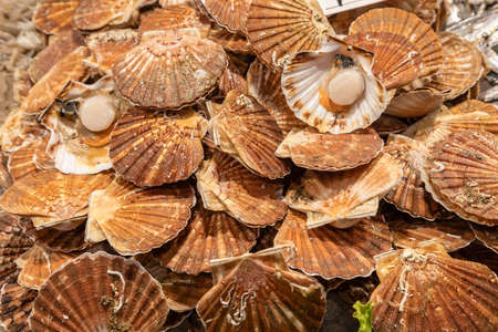 Scallops at the Rialto Fish Market in Venice, Italy