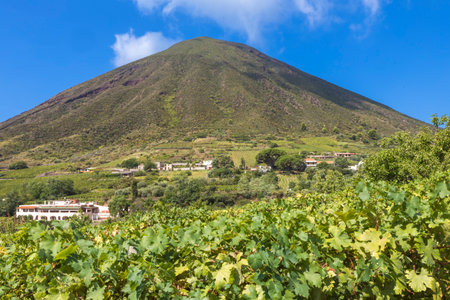 Malvasia vineyard near Valdichiesa on Salina with the 860 m high Monte dei Porri in Sicily in Italyの写真素材