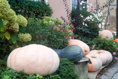 pumpkinの写真素材