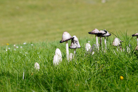 Mushroomsの写真素材