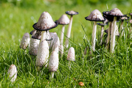 Mushroomsの写真素材