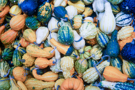 pumpkinの写真素材