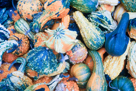 pumpkinの写真素材