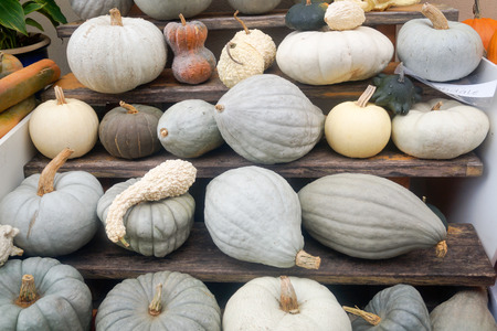 pumpkinの写真素材