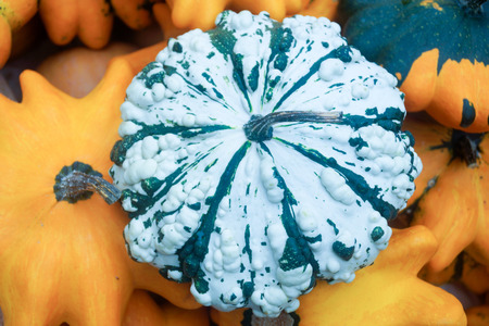 pumpkinの写真素材