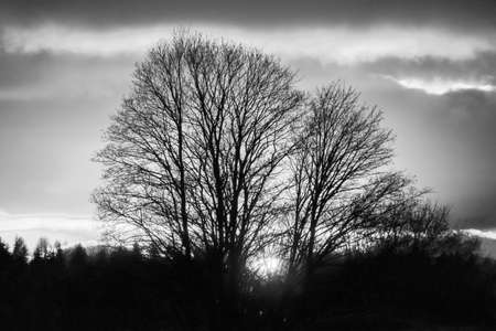 Nature black and whiteの写真素材