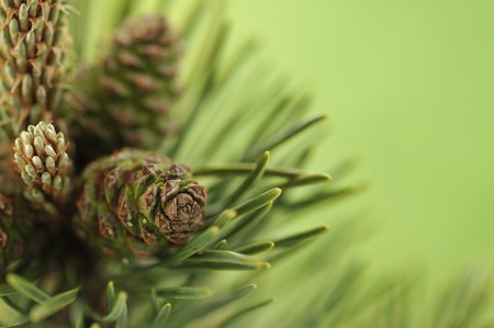 Twig of a pine with new cones on green background  Macroの写真素材