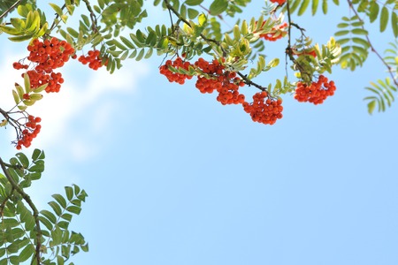 Orange rowan berries on blue sky backgroundの写真素材