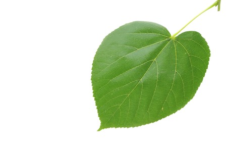 Green linden leaf isolated on white backgroundの写真素材