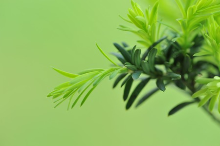 Fresh shoots of the yew - tree on green background. Macroの写真素材