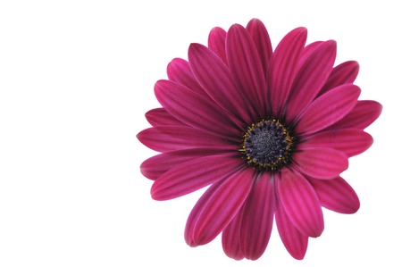 Vinous Osteospermum flower.の写真素材