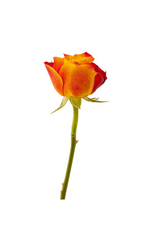 Orange-red rose flower. Orange-red rose flower on white background.の写真素材