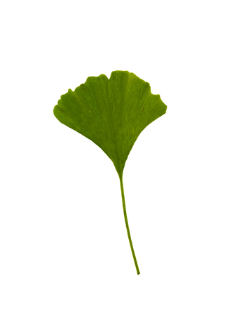 Leaf of Ginkgo biloba on white background.の写真素材