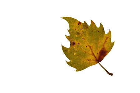 Autumn leaf of plane trees isolated on a white background