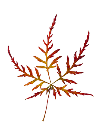 Autumn leaf of japanese maple isolated on a white background.の写真素材