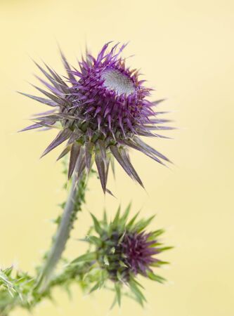 Close up of a milk thistle flower (Silybum marianum) Purple milk thistle blossom on yellow blurred background.の写真素材