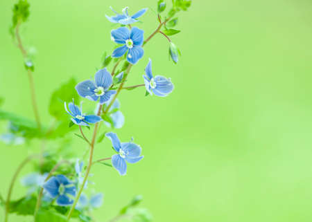 Blue wildflowers blossom on green blurred background. Germander Speedwellの写真素材
