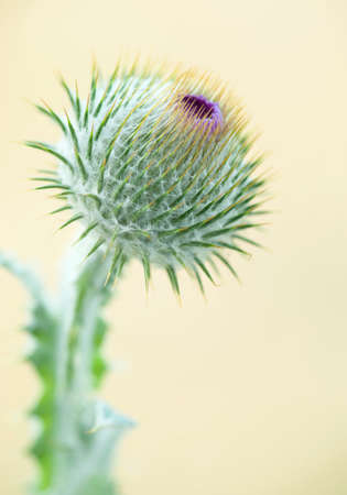 Close up of Cotton thistle flower Wild growing Cotton thistle on yellow blurred background. Onopordum acanthium (cotton thistle, Scotch thistle or Scottish thistle,) family Asteraceaeの写真素材