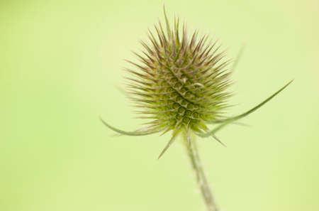 Flower of a wild teasel on a green blurred backgroundの写真素材