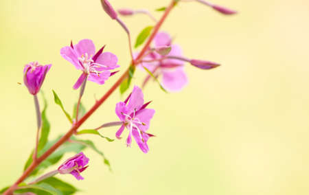 Fireweed flowers on a yellow blurred background.の写真素材