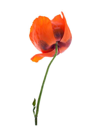 One flower red poppy isolated on white background.の写真素材