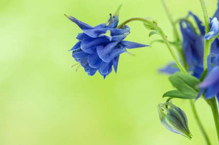 The Columbine flower Aquilegia Blue columbine (aquilegia) blossom on green blurred background.の写真素材