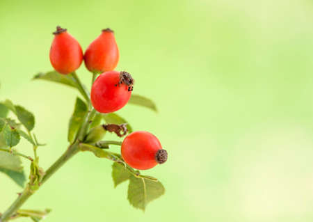 Close-up of rose hips on green blurred background.の写真素材