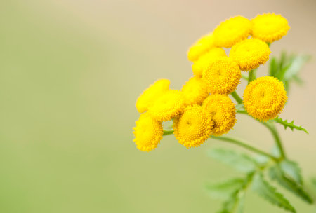 Yellow flowers of common tansy on green blurred background.の写真素材