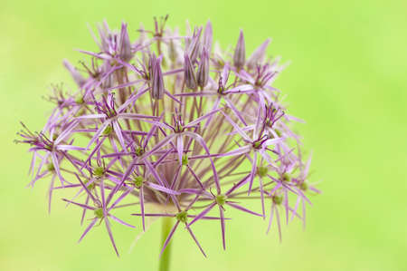 Close-up image of the blossom of Allium