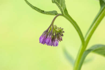 Flower pink of a comfrey on green blurred background.の写真素材