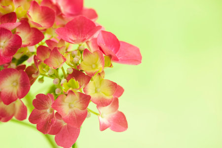 Pink hydrangea flowers on green blurred background.の写真素材