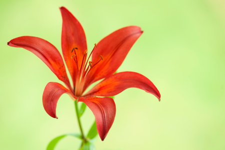 Orange lily flower on green blurred backgroundの写真素材