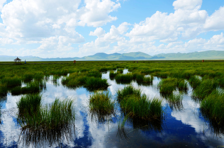 ruoergai wetlandの写真素材
