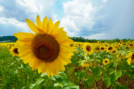 Sunflower Field , Pennsylvaniaの写真素材
