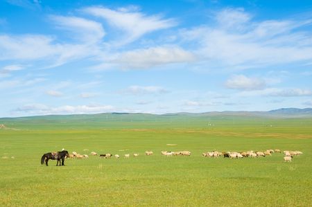 flock of sheep grazing at green pastureの写真素材