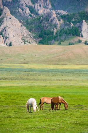 grazing horses on green pasture near mountainの写真素材