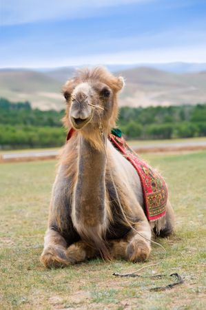 camel opened mouth as if it smilesの写真素材
