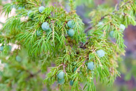 branch of juniper with some green berriesの写真素材