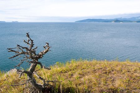 solitary crooked dried little tree at lofty lake shoreの写真素材