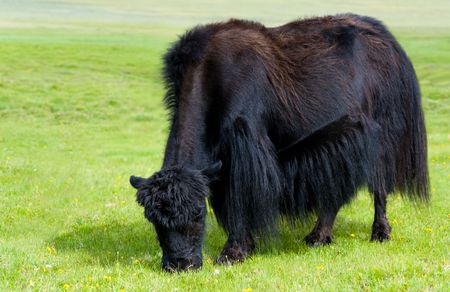solitary black yak grazing at green pastureの写真素材