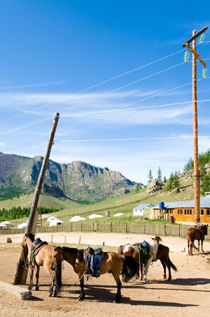 some brown saddled horses tied to electrical poles in Mongolian villageの写真素材