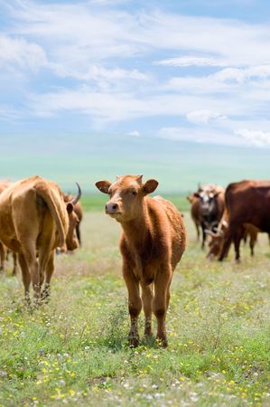 red calf with little horns among grazing cows at blooming summer meadowの写真素材
