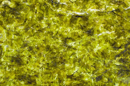 dried seaweed, roasted with olive oil, a macro shotの写真素材