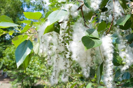 poplar seed tufts on a cottonwood branchの写真素材