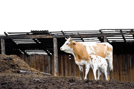 a calf suckles milk from a cow at a stockyardの写真素材